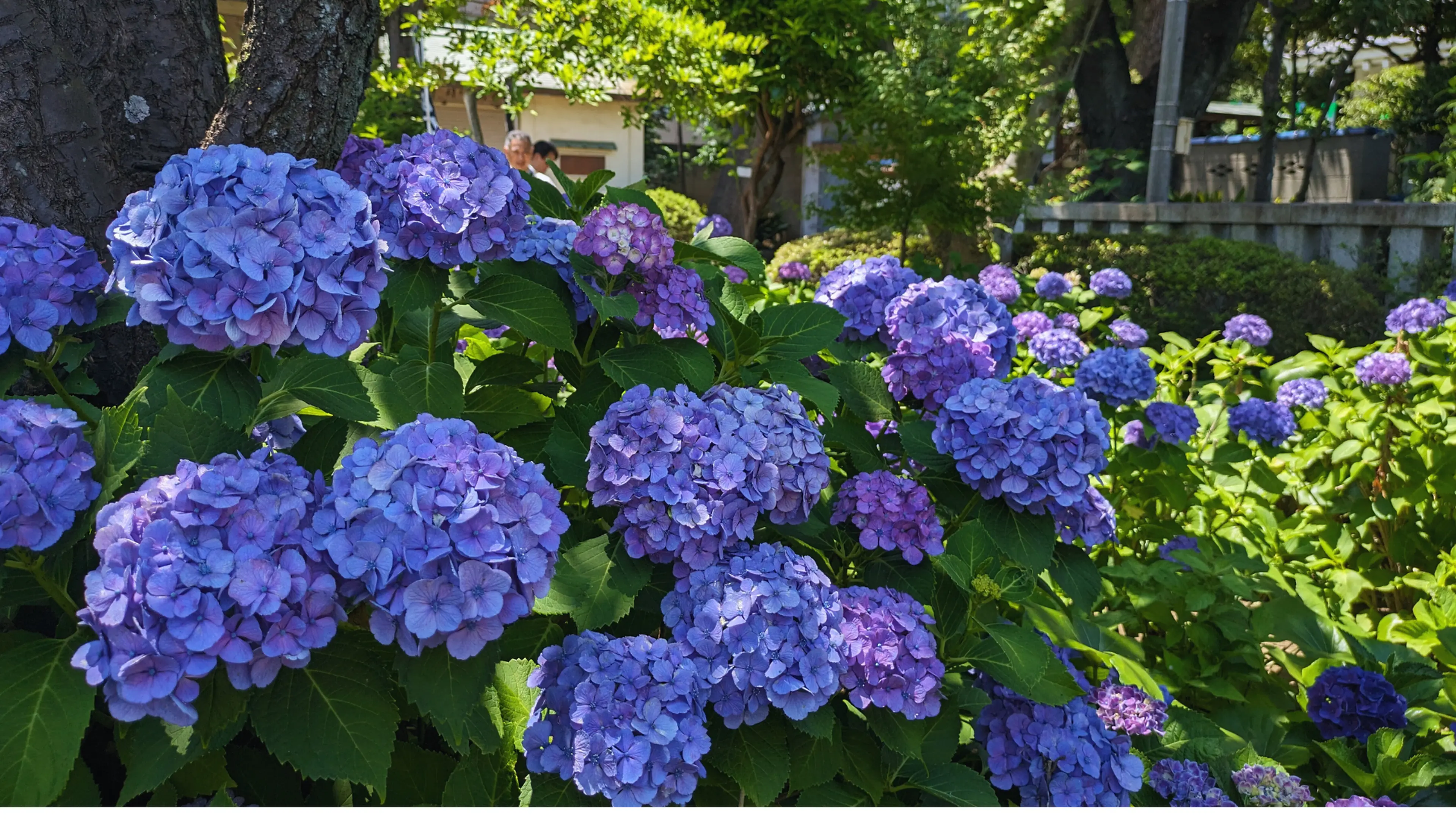 Tô màu cho mùa mưa ở Tokyo! Điểm nổi bật và thông tin truy cập của Lễ hội hoa cẩm tú cầu Bunkyo 2024