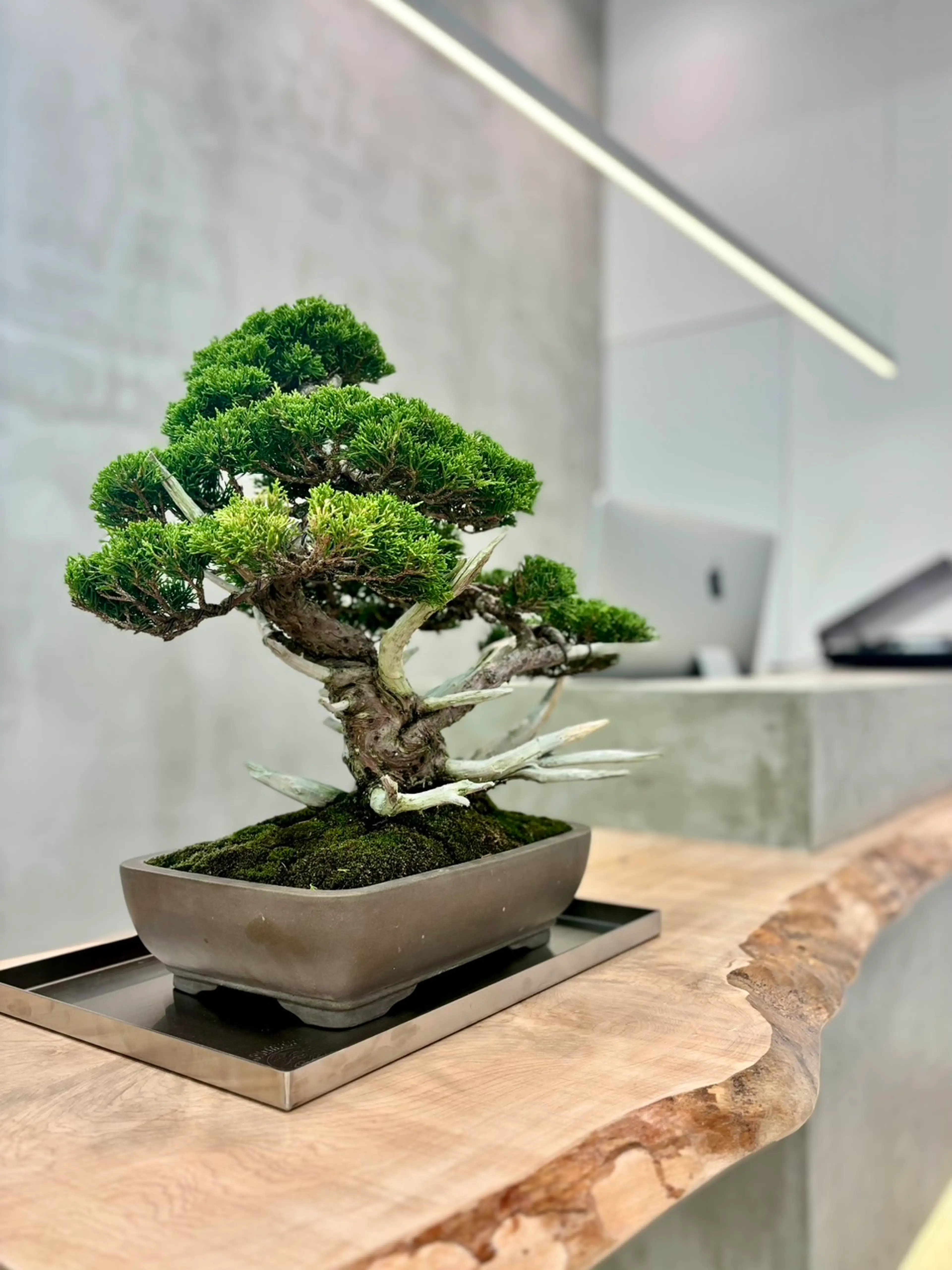 W-TOKYO