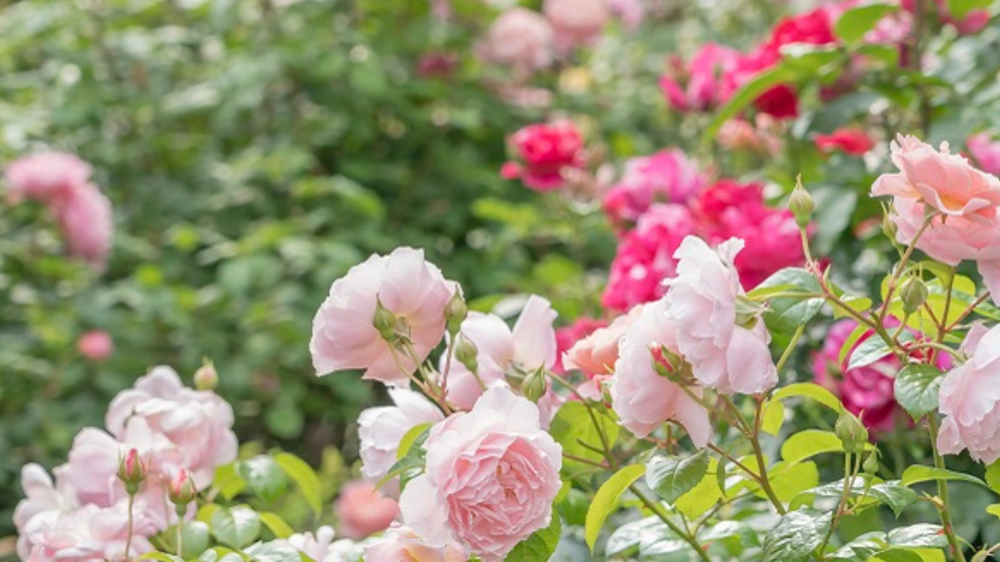 a-garden-where-you-can-enjoy-the-scent-of-japanese-roses-nerima-city