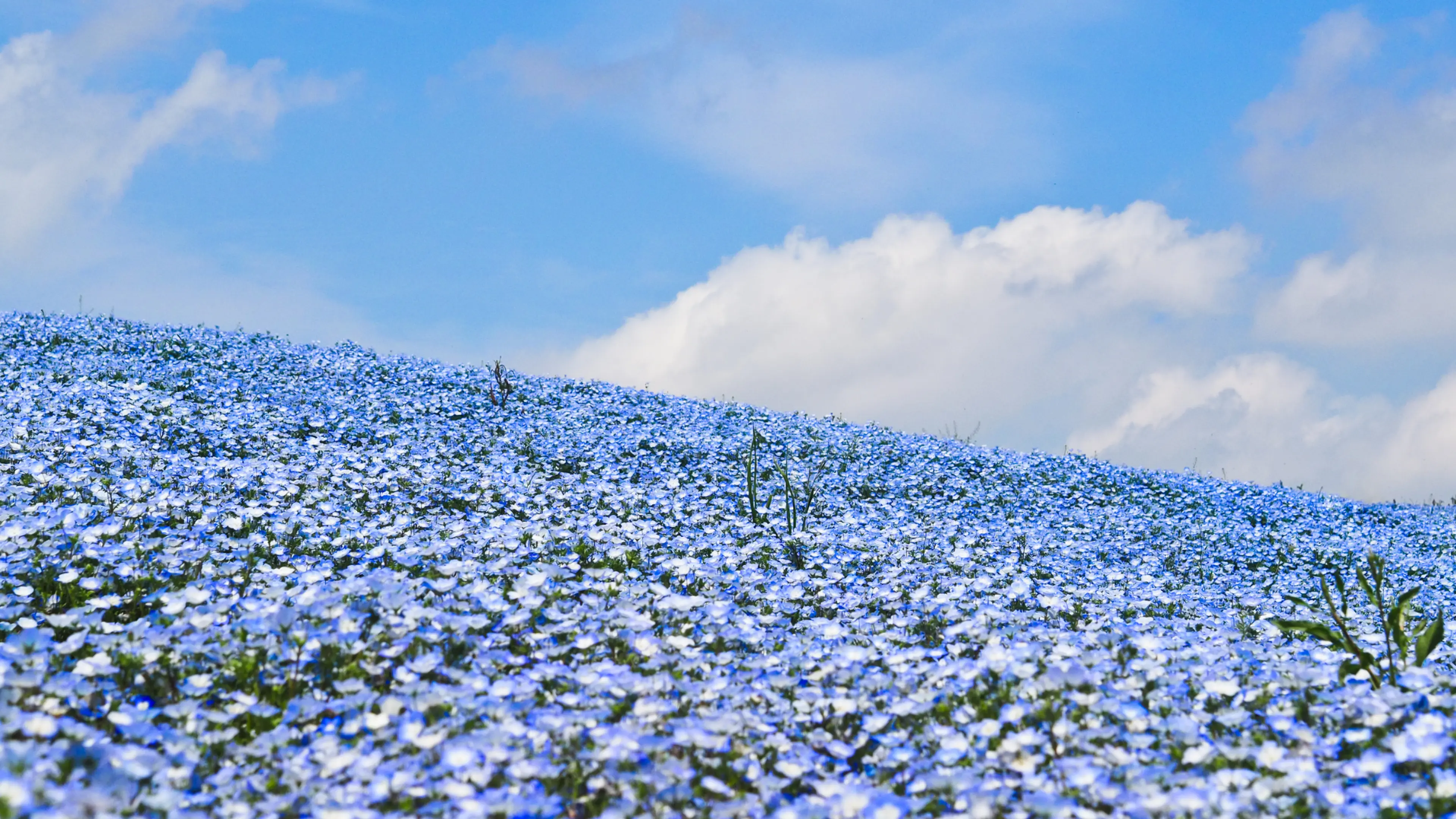 a-complete-guide-to-the-2024-osaka-nemophila-festival-enjoy-blue