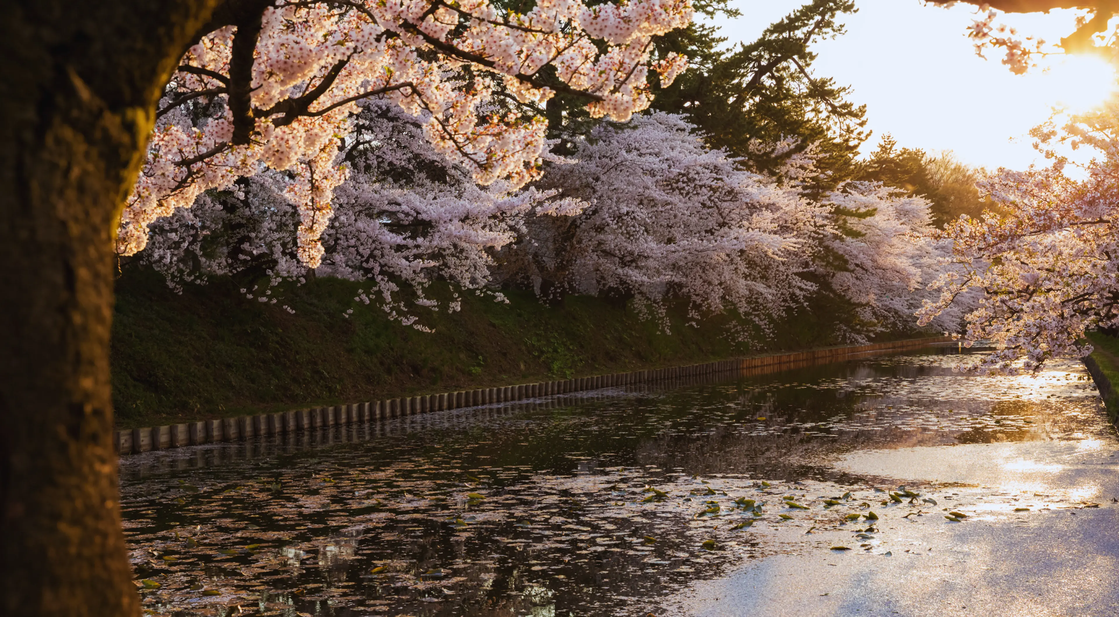 穴場の桜スポット2024！東京で静かに花見を楽しむ究極ガイド