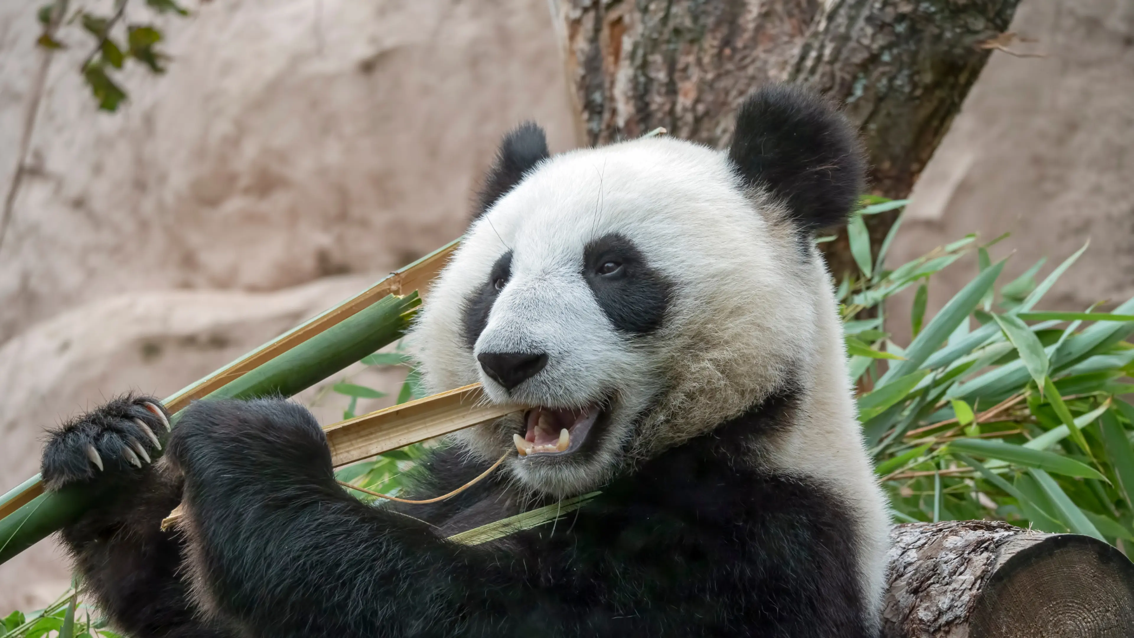 If you want to meet pandas in Tokyo, this is the place! A thorough explanation of how to enjoy Ueno Zoo