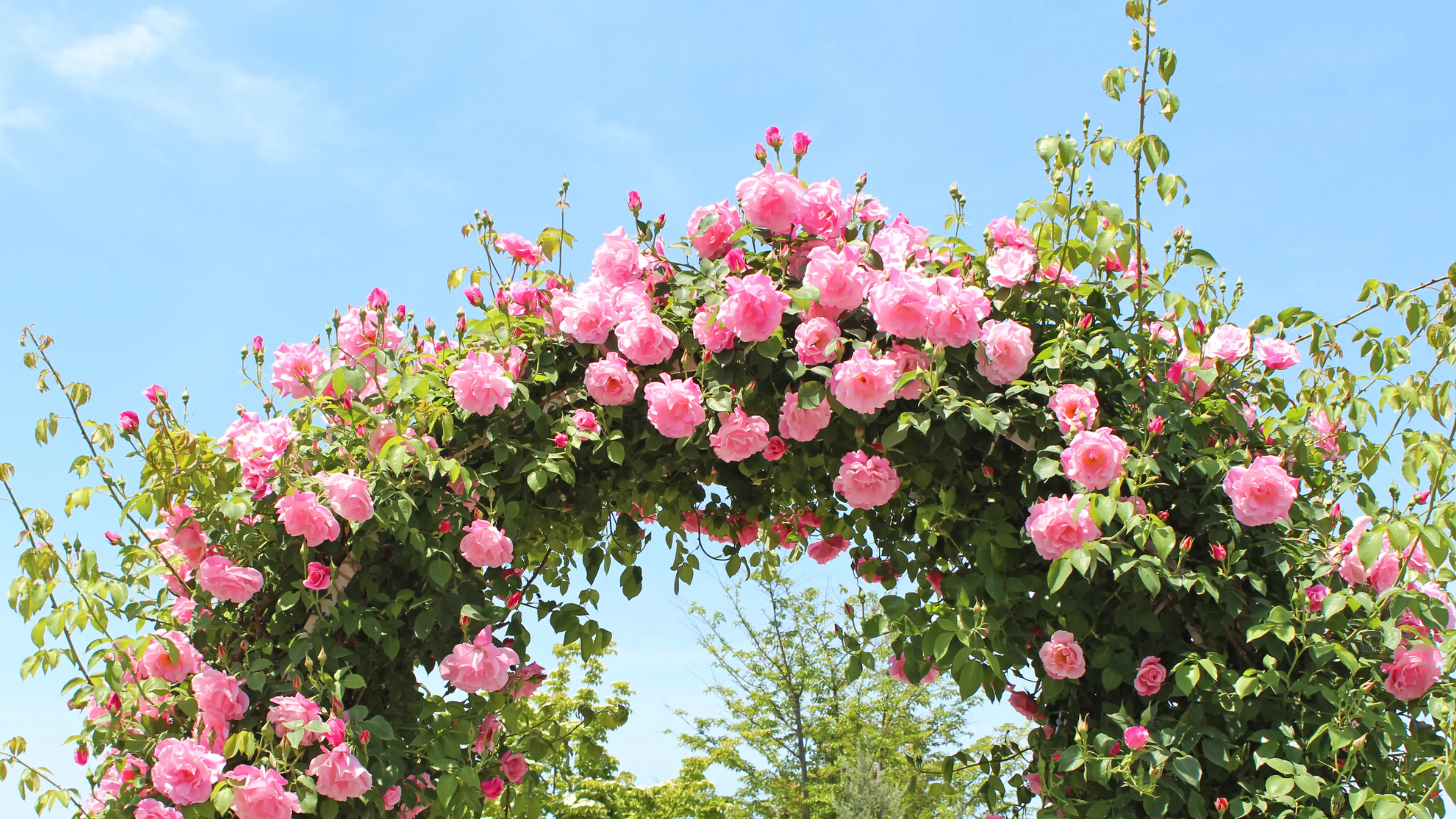 “Keisei Rose Garden” is full of the charms of Japanese roses! Have an extraordinary experience at Kanto's largest rose garden