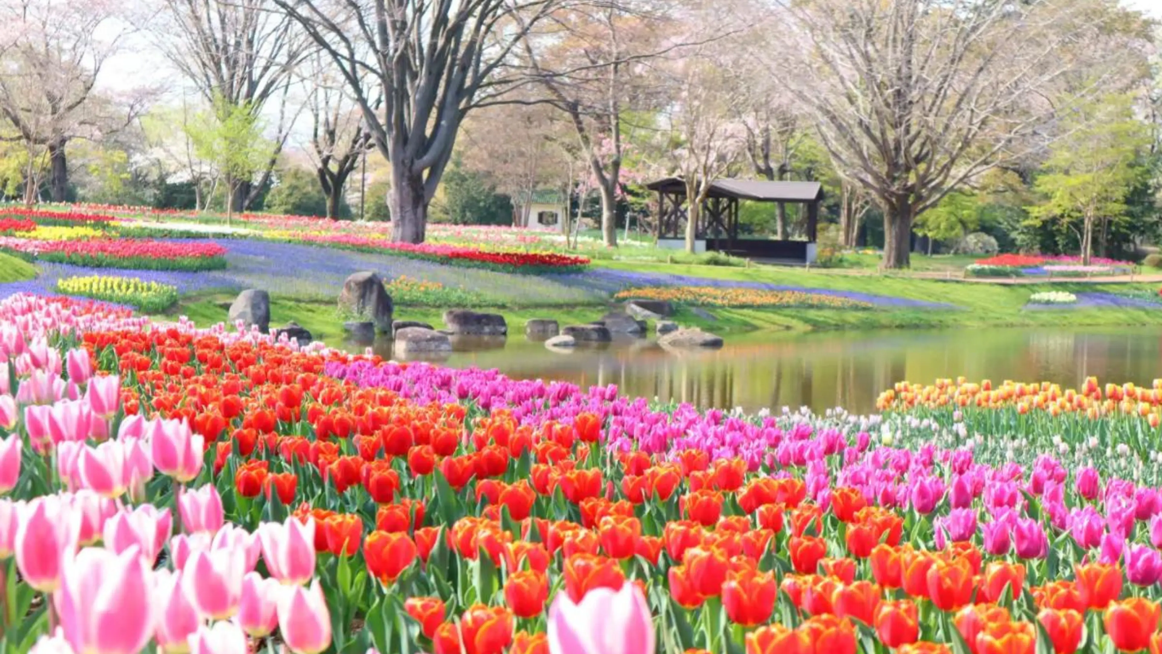 国営昭和記念公園フラワーフェスティバル 2024！東京、立川で楽しむ春のイベント