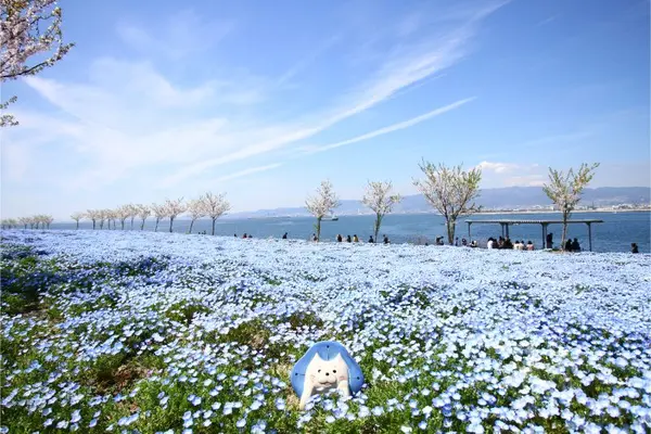 Nemophila Festival 2024