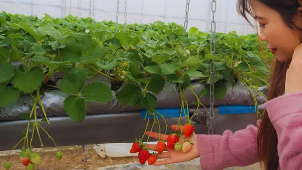 Strawberry Picking