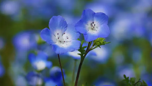 Nemophila