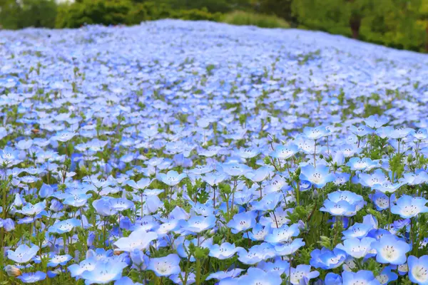 nemophila