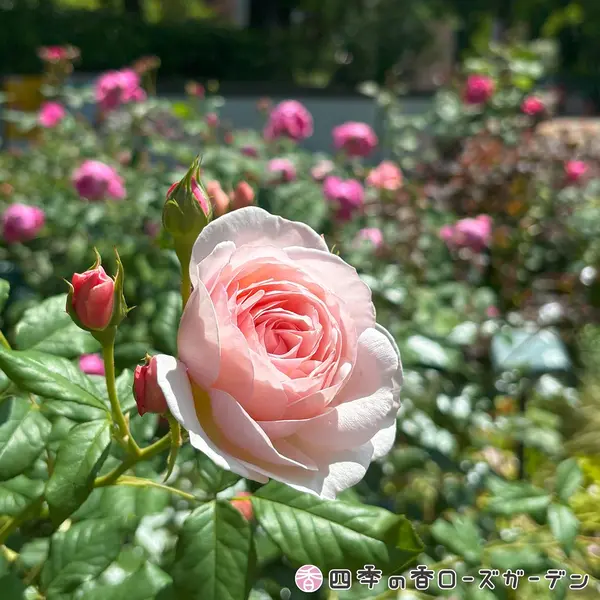Rose Garden Festival