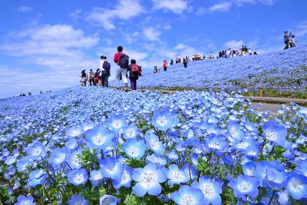 Nemophila