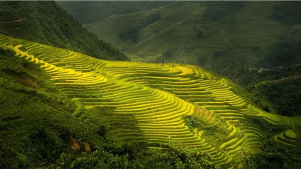 sapa