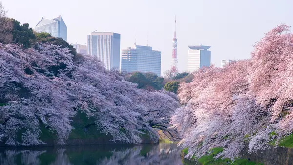 Cherry blossoms in Japan