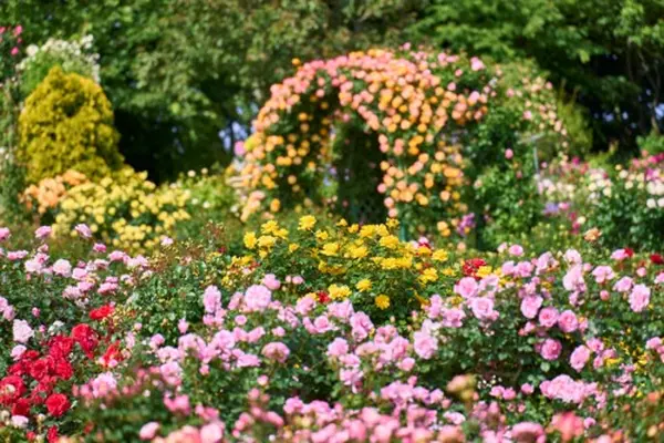 keisei　rose　garden　chiba