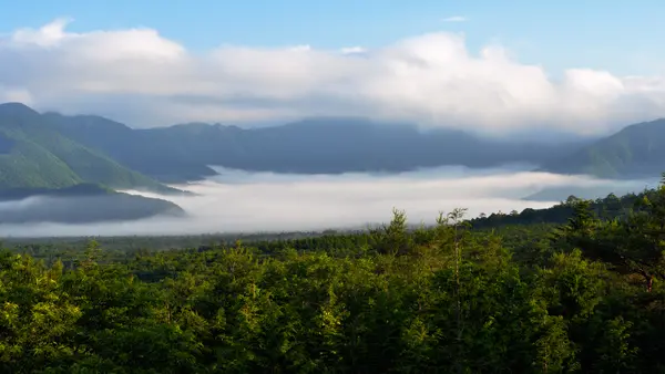 Aokigahara Sea of Trees