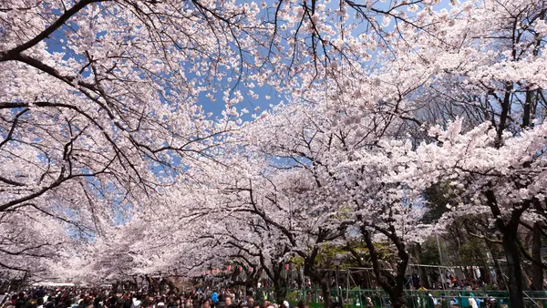 Ueno Park