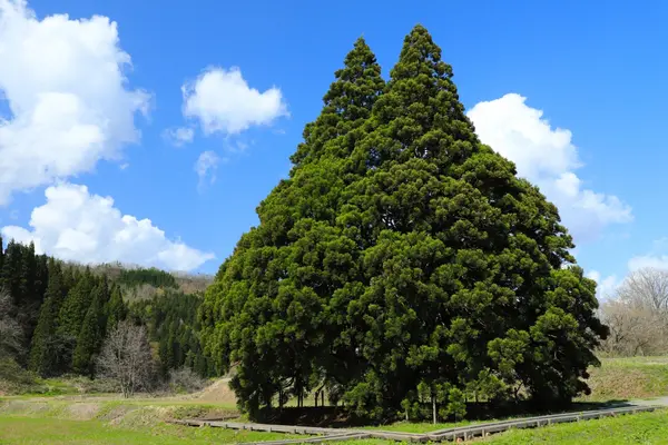 Yamagata Prefecture / Kosugi no Ougi (Totoro Tree)