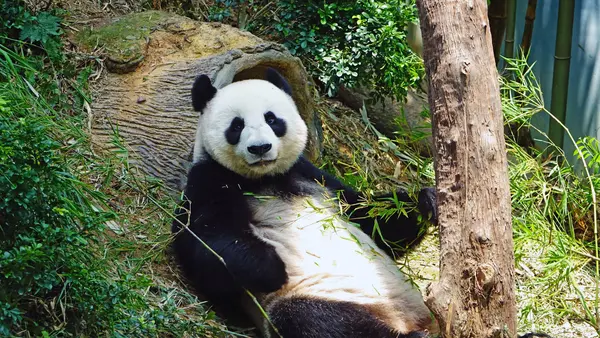 Ueno Zoo