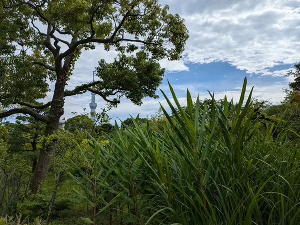 Summer Hyakkaen