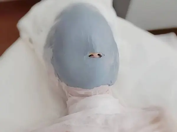 Bleu vert