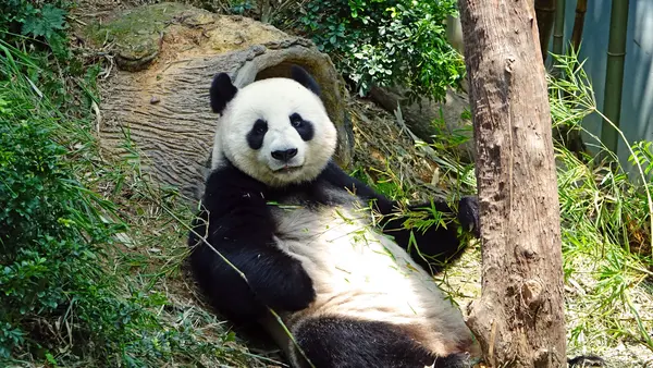 Panda spots other than Ueno Zoo